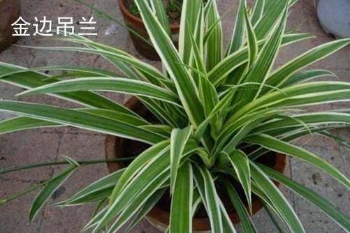散景镜头最新国产美女菊爆18禁，捕捉光影的艺术，揭示生活的真实